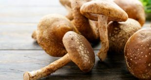 Are Mushrooms Good for You?